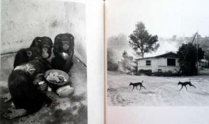 2007112300071 2007112300071