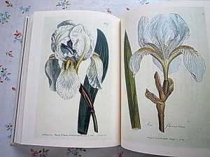植物画の画集関連　買取いたします。