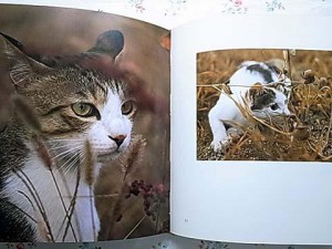 480x360-2010022000176