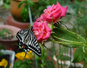 古本 買取 古本 買取